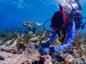 Underwater view of a diver attaching coral fragments to a reef.