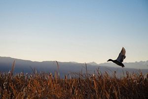 A duck takes flight over a marsh full of tall grasses.
