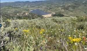 Colorful wildflowers fill the foreground of a mountain meadow high above a wide valley lake.