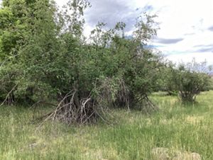 A thick clump of trees and low woody bushes.