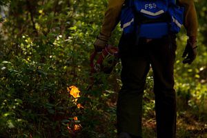 A close-up of a person holding a drip torch and lighting a forest.