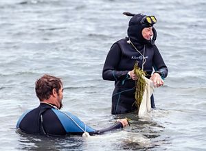 Two people collect seagrass. The man on the left is kneeling with water rising to his chest. The woman on the right puts eelgrass shoots in a mesh bag while standing in thigh-deep water.