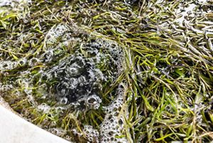 Water bubbles up through long green strands of eelgrass held in a large open storage tank.