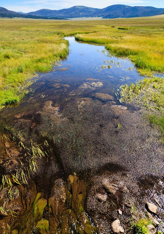 Wetlands with mountains in the background.