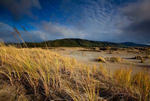  the Valdivian Coast Reserve. 