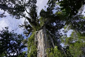Vista mirando hacia la cima de un árbol gigante y antiguo con una gruesa corteza gris.