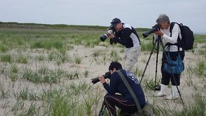 Three people with cameras photograph an unsee animal in the tall grass.