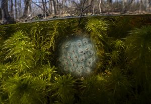 Image shows above and below water line in a forest, with trees in background above water. Below water line, green algae and moss surround a group of bubble-like eggs, each with a brown nut-like object