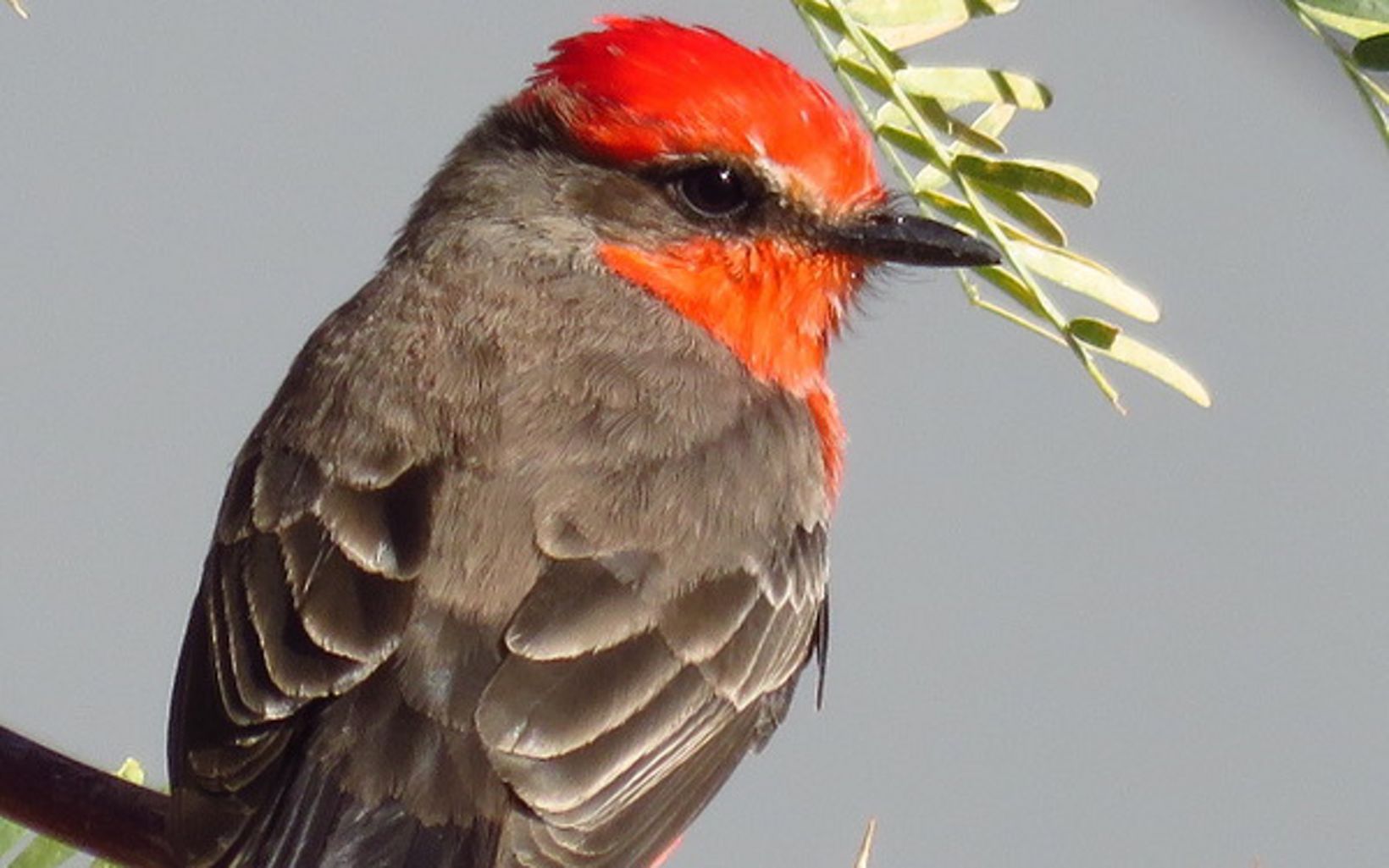 Birds of the Atwood Preserve Many species of resident and migratory birds can be found along the Amargosa River, including the vermillion flycatcher. © Len Warren/TNC