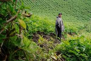 A farmer stands among his green field of crops.