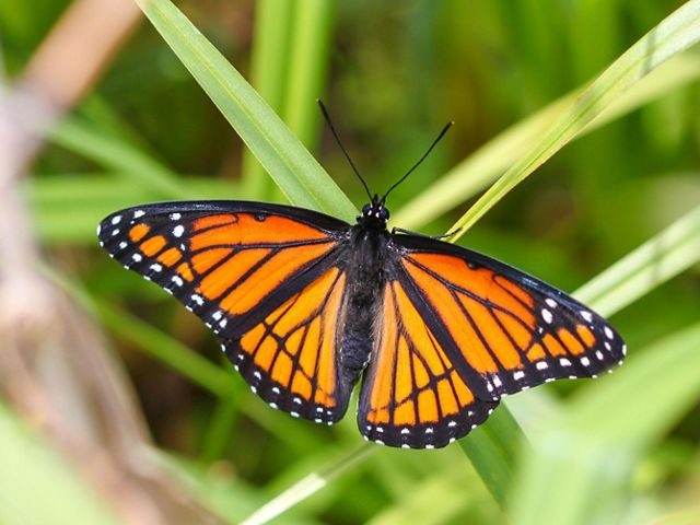 A viceroy butterfly with outstretched wings on a blade of grass.
