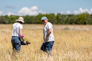 Two volunteers stand in a sandplain grassland, one holding a tray of wildflower seedlings to plant.