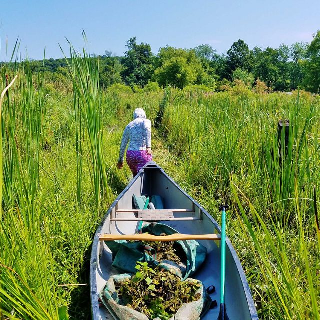 A person uses a handle on the bow of a canoe to drag it through a grassy marshland.