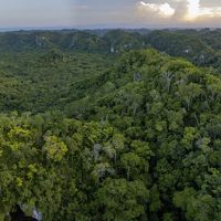 Aerial view of thick forested tree canopy in Belize.