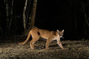 A camera trap image of puma walking through a forest at night.