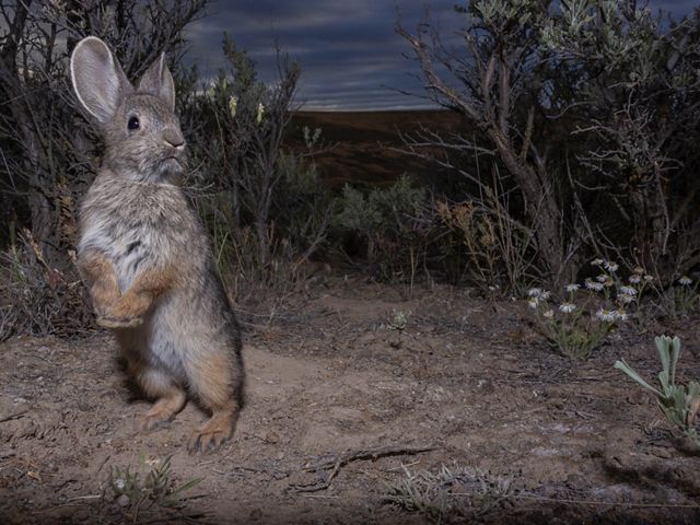 Rabbit stands on hind legs in foreground at night, shrubs around it dwarf the animal