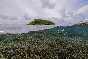 a dense colony of staghorn coral below the waterline, with cloudy skies above the surface.