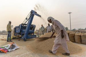 A woman holding rice stalks walks in front of a rice processing machine that is spewing out grains of rice into a large pile on the ground.