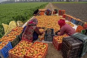Workers load tomatoes into baskets to go to market.