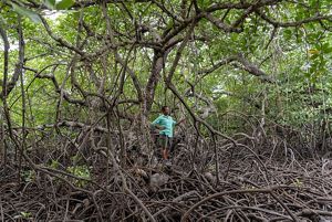 Mazzella Maniwavie, the program manager for Mangoro Market Meri, stands within a mature mangrove forest at Bautama near Port Moresby, Papua New Guinea.