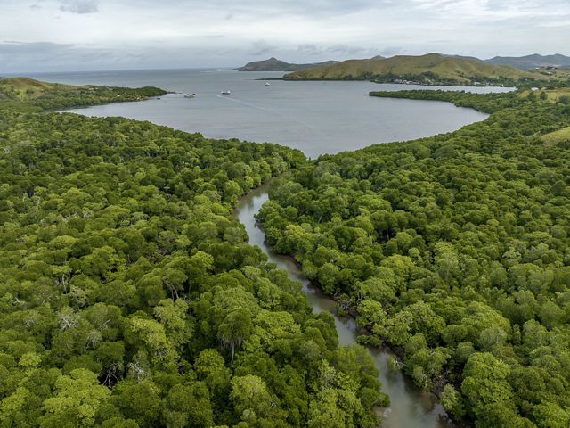 An aerial view of healthy mangrove forests along the edge of Bootless Bay near Port Moresby, Papua New Guinea.