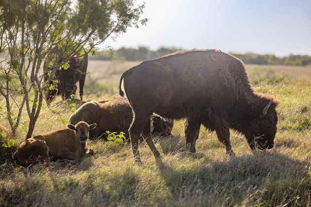 4 bison - 2 adult and 2 juvenile - graze and lounge on grass in the shade of a shrub