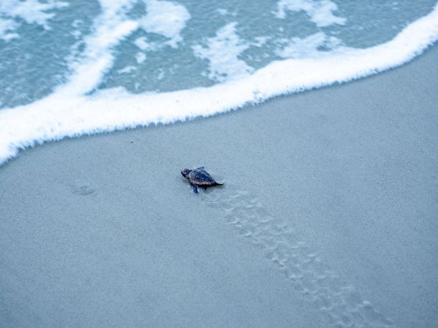 A sea turtle hatchling approaches the ocean's edge on a sandy beach.