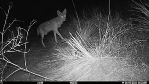 An animals eyes shine bright in a black and white photo taken at night. 