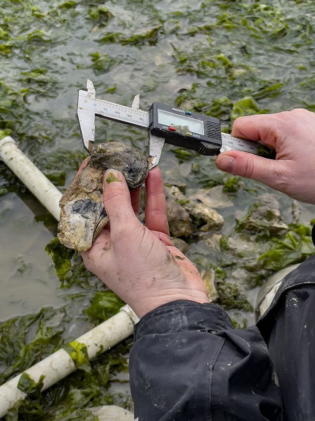 A person holding an oyster with a measuring scale.