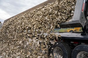 A truck dumping oysters. 