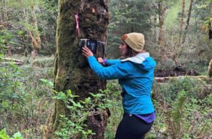 A person attaches a wildlife camera to a tree in a forest.