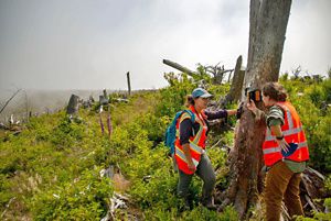 Two people in orange safety vests attach a small wildlife camera to a tree in a leafy green landscape.