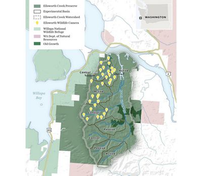 Map of the locations of wildlife cameras at Ellsworth Creek Preserve.