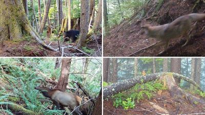 Four images of wildlife caught on camera in the woods, including black bear, coyote, Roosevelt elk, and Douglas squirrel.
