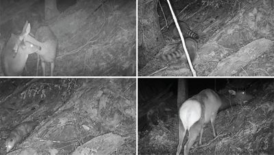 Four images of wildlife caught on camera in the woods, including mule deer, raccoons, Virginia opossum, and Roosevelt elk.