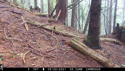A small brown bird walks in the middle of a brown forest, hiding in plain sight.