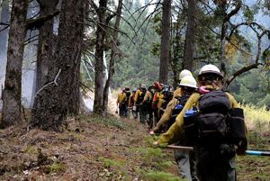 A fire crew walks in a line on a forest trail.