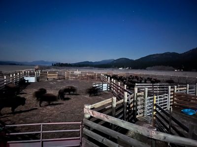 Many buffalo stand inside corrals in a wide, flat plain.
