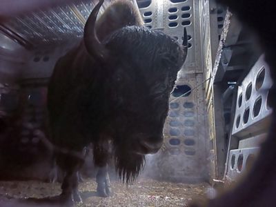 Closeup of a buffalo inside a cattle trailer as it looks at the camera.