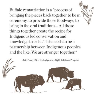 A quote about buffalo rematriation and an illustration of three brown buffalo grazing in a field.