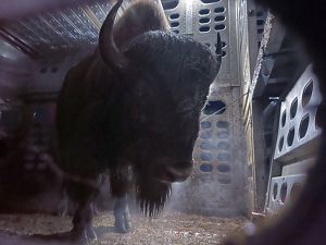 A large buffalo stands inside a cattle trailer and looks at the camera.