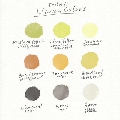 Illustration of watercolor circles of different lichen colors.