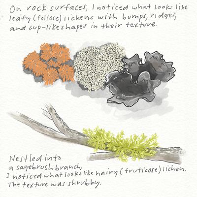 Illustrations of lichen in nature.