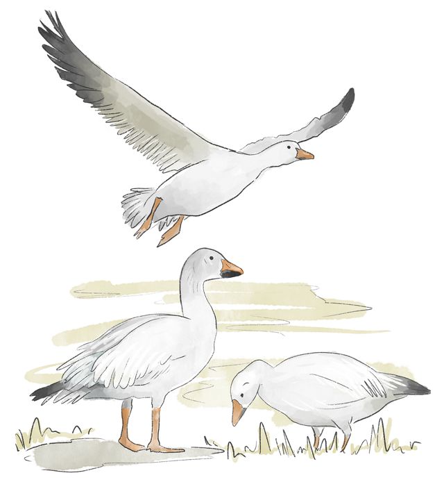 Illustration of three snow geese; two are standing on grass and the third is flying overhead.