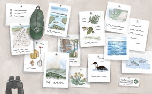 Illustration of an array of nature watercolors and drawings on paper.