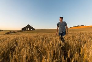 Andrew Nelson walks through a field of golden wheat.