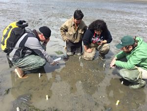 Four people squat down in shallow water and look at the sandy bottom.