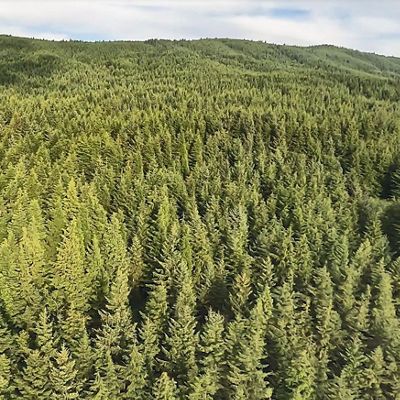 Aerial view of a vast green forest.
