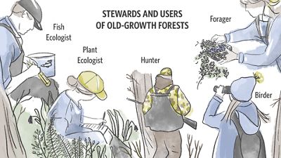 Illustration of the various human users of a forest.
