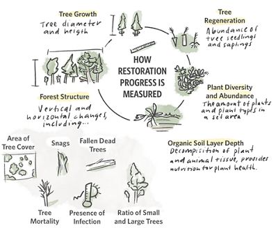 Illustration showing different ways to measure forest restoration work over time.